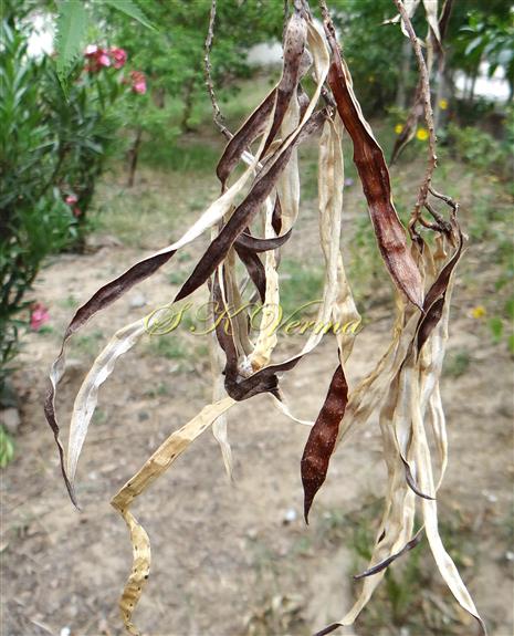  Dehisced capsules